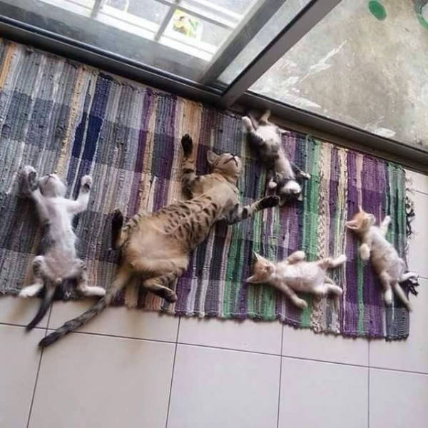 The Sun Is The Only Thing Cats Love More Than Satan (50 pics)