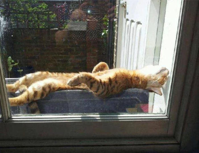The Sun Is The Only Thing Cats Love More Than Satan (50 pics)