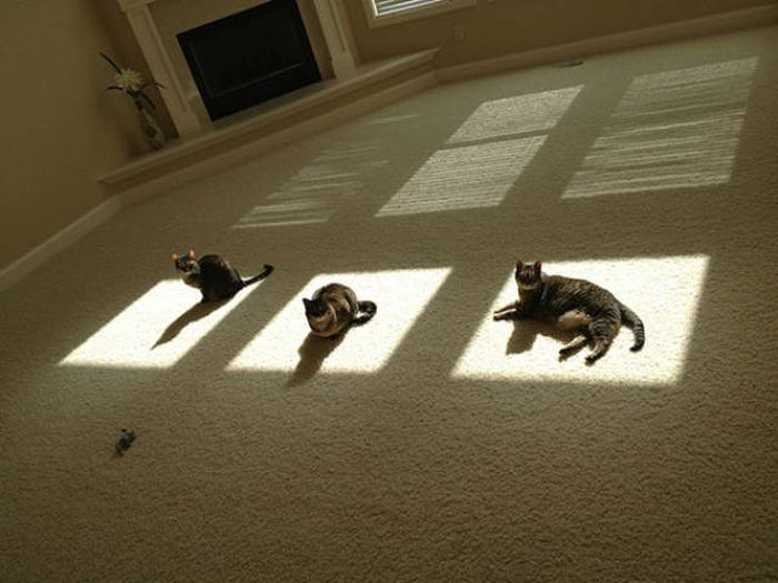 The Sun Is The Only Thing Cats Love More Than Satan (50 pics)