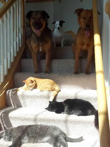 The Sun Is The Only Thing Cats Love More Than Satan (50 pics)