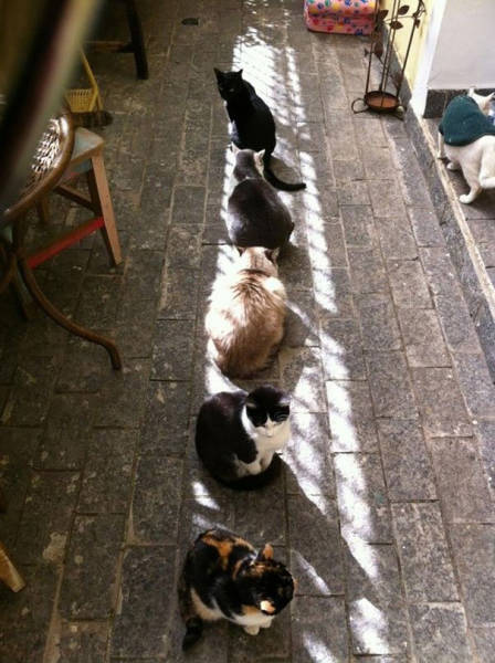 The Sun Is The Only Thing Cats Love More Than Satan (50 pics)