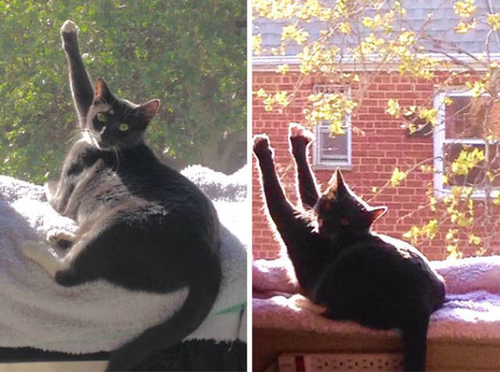 The Sun Is The Only Thing Cats Love More Than Satan (50 pics)