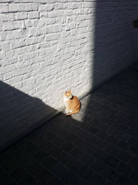 The Sun Is The Only Thing Cats Love More Than Satan (50 pics)