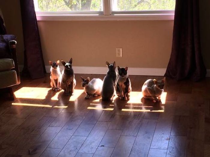 The Sun Is The Only Thing Cats Love More Than Satan (50 pics)