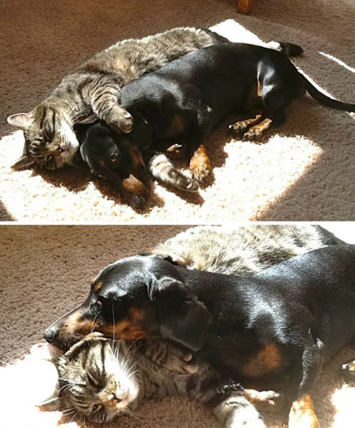 The Sun Is The Only Thing Cats Love More Than Satan (50 pics)