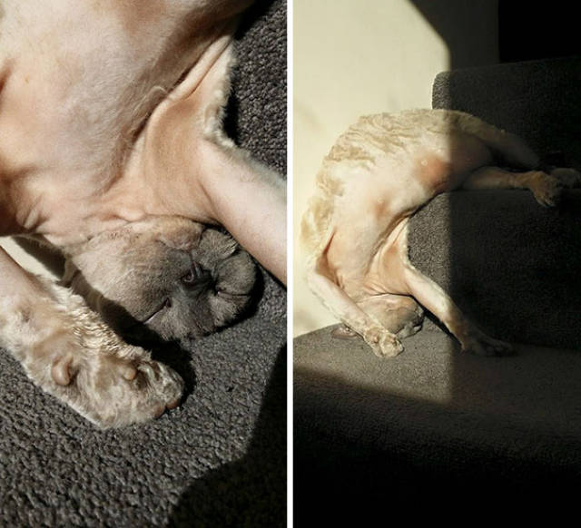 The Sun Is The Only Thing Cats Love More Than Satan (50 pics)