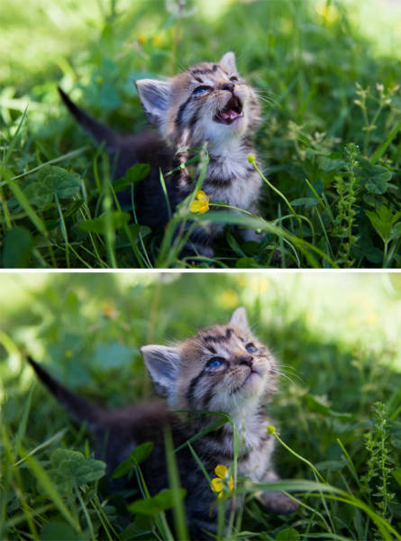 The Sun Is The Only Thing Cats Love More Than Satan (50 pics)