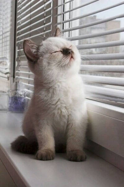 The Sun Is The Only Thing Cats Love More Than Satan (50 pics)