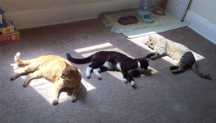 The Sun Is The Only Thing Cats Love More Than Satan (50 pics)
