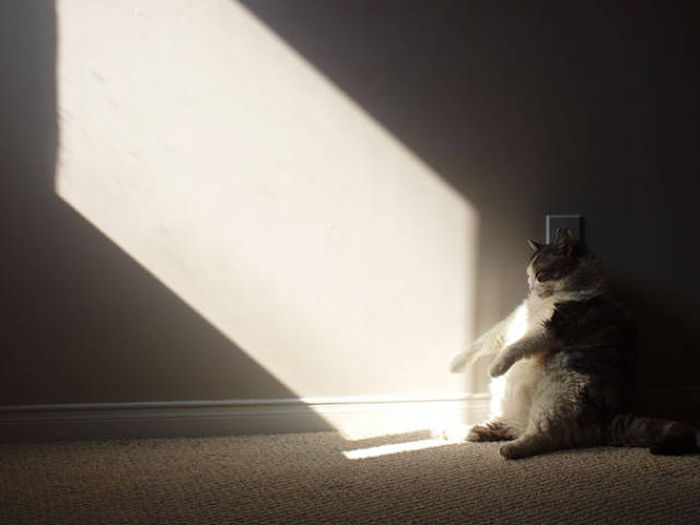 The Sun Is The Only Thing Cats Love More Than Satan (50 pics)