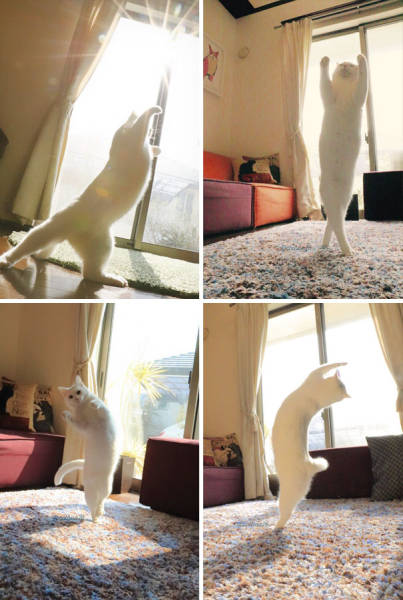 The Sun Is The Only Thing Cats Love More Than Satan (50 pics)
