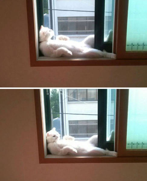 The Sun Is The Only Thing Cats Love More Than Satan (50 pics)