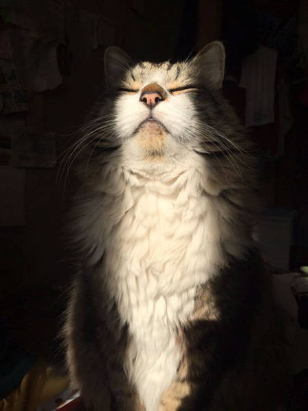 The Sun Is The Only Thing Cats Love More Than Satan (50 pics)