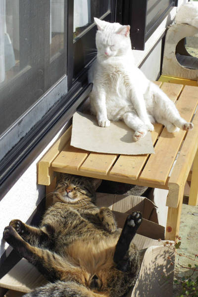 The Sun Is The Only Thing Cats Love More Than Satan (50 pics)
