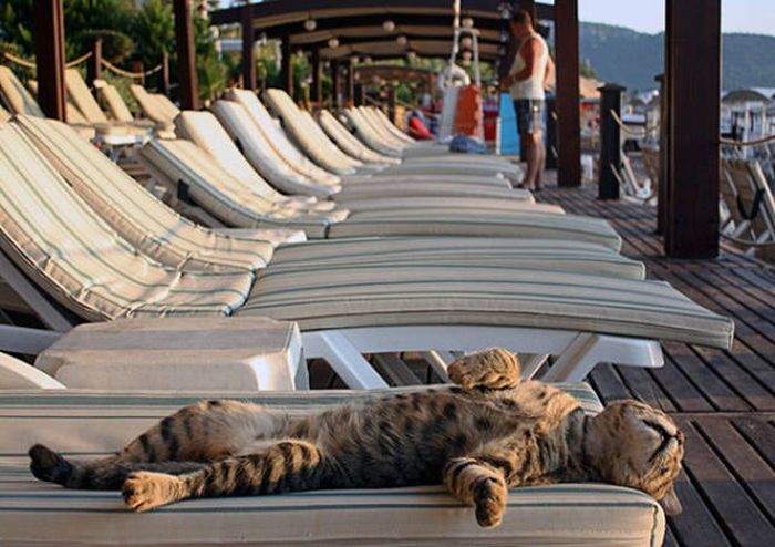 The Sun Is The Only Thing Cats Love More Than Satan (50 pics)