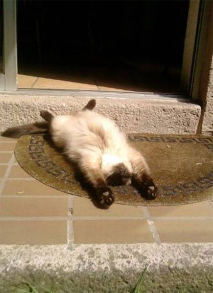 The Sun Is The Only Thing Cats Love More Than Satan (50 pics)