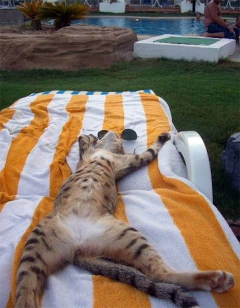 The Sun Is The Only Thing Cats Love More Than Satan (50 pics)