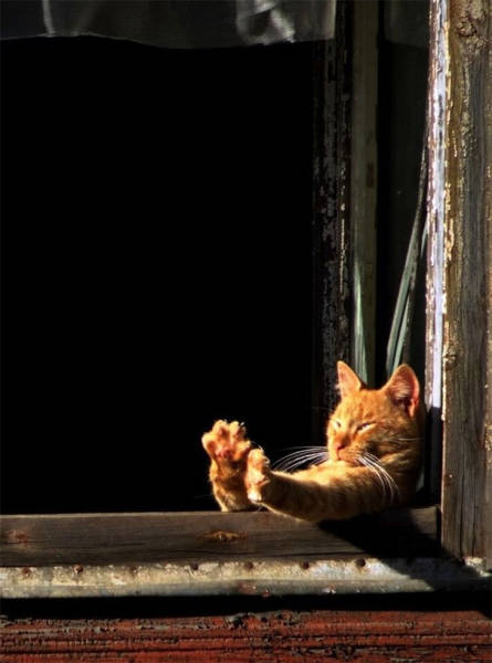 The Sun Is The Only Thing Cats Love More Than Satan (50 pics)