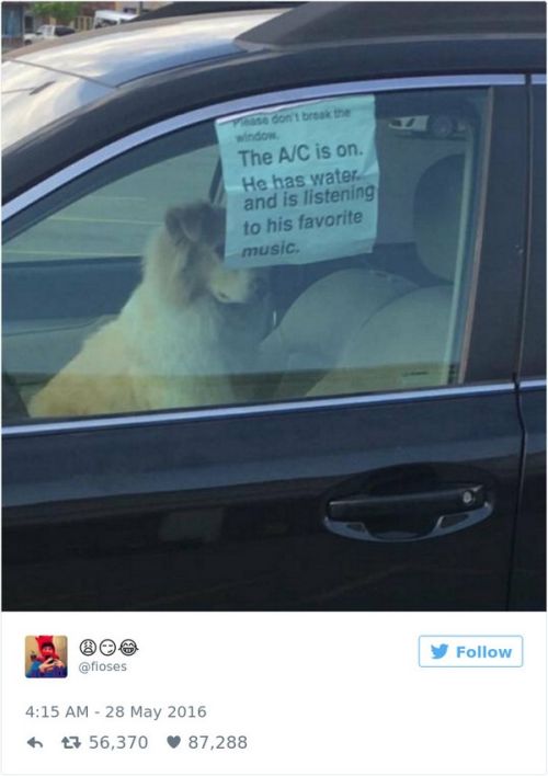 Hilarious Tweets About Dogs (25 pics)
