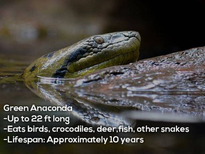 These Animals Will Discourage You From Ever Swimming In The Amazon (12 pics)