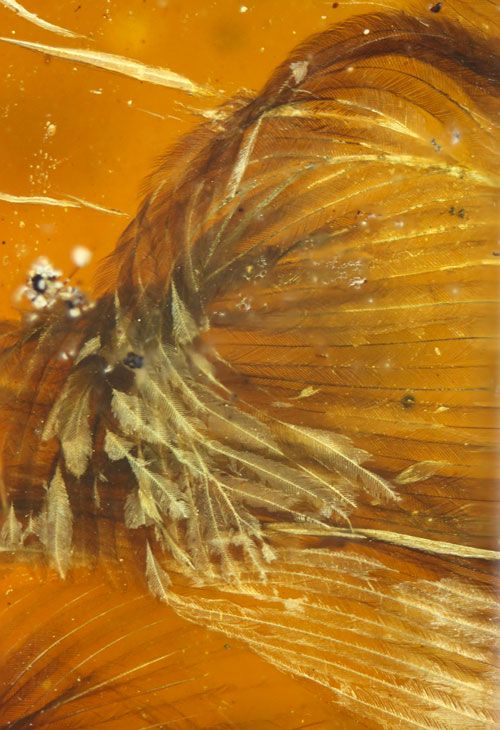 Bird Fossil Found In Amber Is Absolutely Perfect (6 pics)