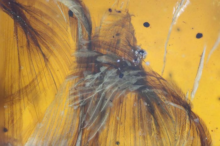 Bird Fossil Found In Amber Is Absolutely Perfect (6 pics)