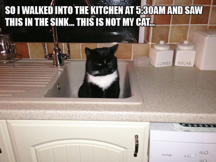 The Most Hilarious I Don't Own A Cat Moments (13 pics)