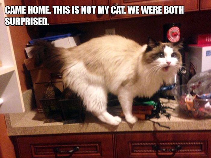 The Most Hilarious I Don't Own A Cat Moments (13 pics)
