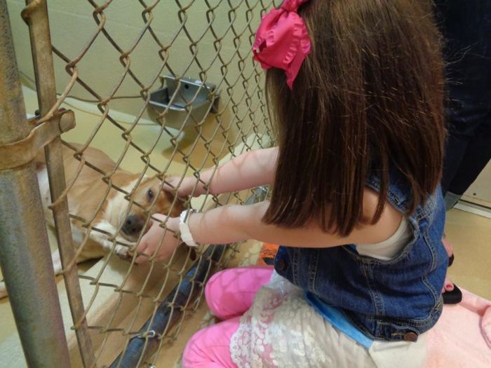 Children Reading To Shelter Dogs Is Adorable (9 pics)