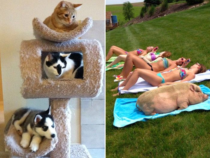One Of These Things Is Most Definitely Not Like The Others (16 pics)