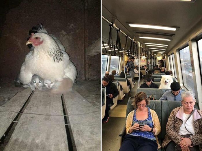 One Of These Things Is Most Definitely Not Like The Others (16 pics)