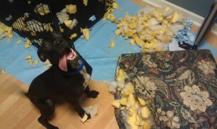 Acid Picdump (92 pics)
