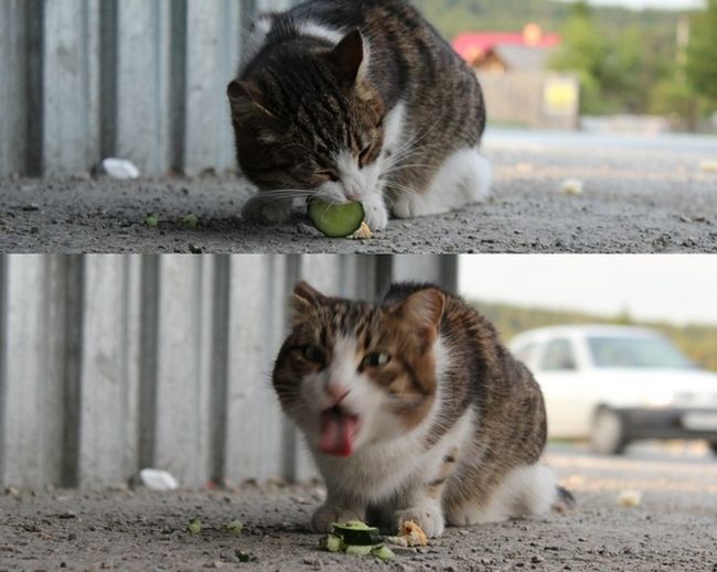 Acid Picdump (92 pics)