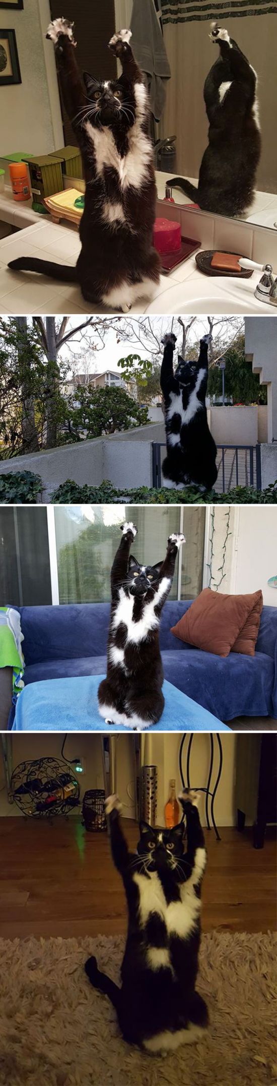 Pics Of Cats Acting Weird (30 pics)