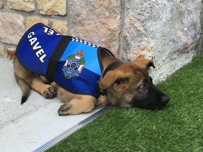 Police Dog Flunky Gets Vice Regal Dog Job (14 pics)