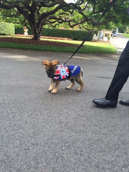 Police Dog Flunky Gets Vice Regal Dog Job (14 pics)