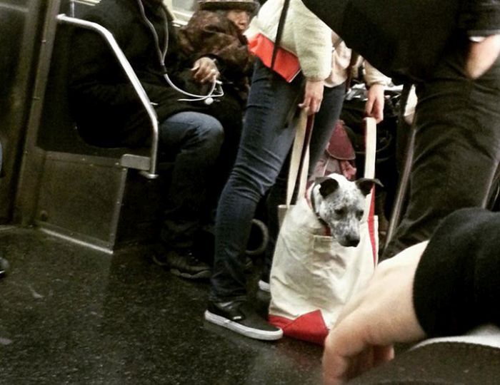 New York Metro Bans Dogs Who Don't Fit In Bags (13 pics)