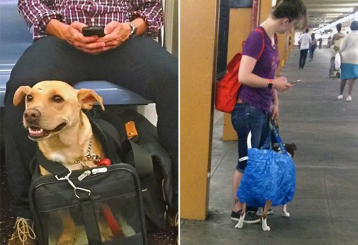New York Metro Bans Dogs Who Don't Fit In Bags (13 pics)