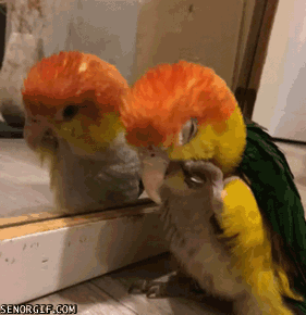 Acid Gifdump, June 13, 2017 (25 gifs)