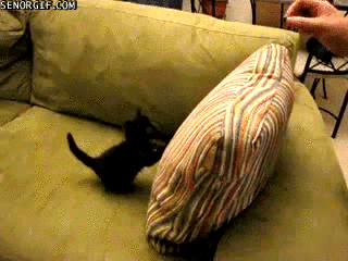 Acid Gifdump, June 13, 2017 (25 gifs)