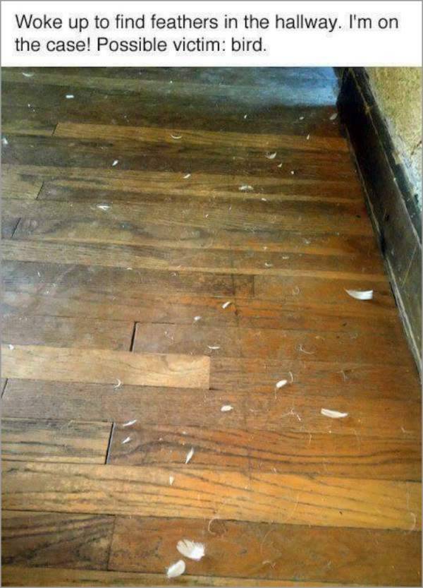 The Investigation Begins (7 pics)