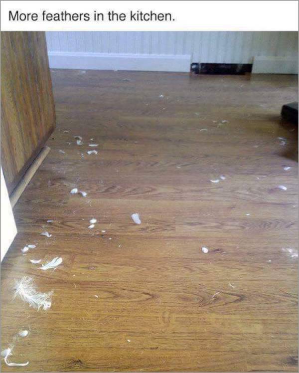 The Investigation Begins (7 pics)