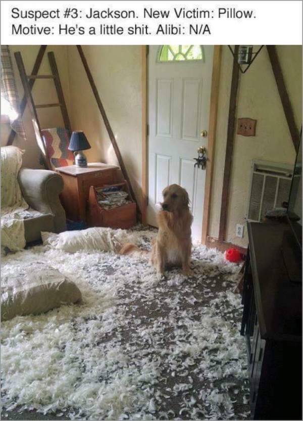 The Investigation Begins (7 pics)