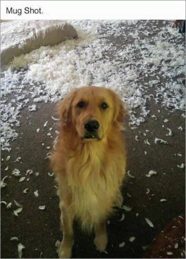 The Investigation Begins (7 pics)