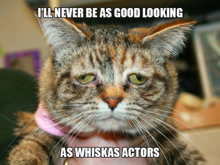 Cats Have Serious Problems That Must Be Acknowledged (33 pics)