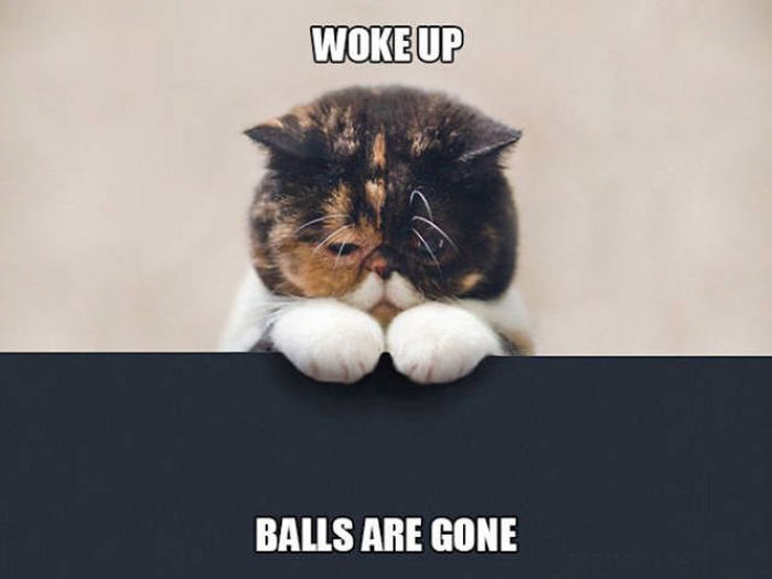 Cats Have Serious Problems That Must Be Acknowledged (33 pics)