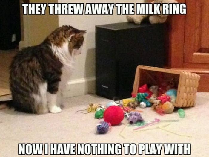 Cats Have Serious Problems That Must Be Acknowledged (33 pics)