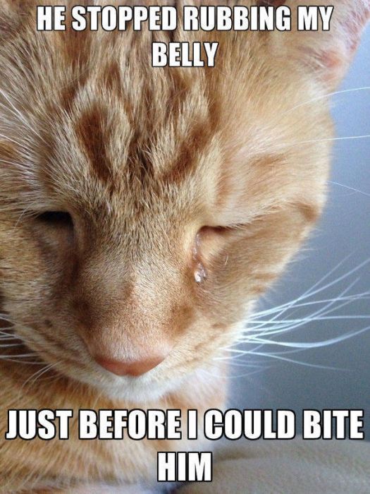 Cats Have Serious Problems That Must Be Acknowledged (33 pics)