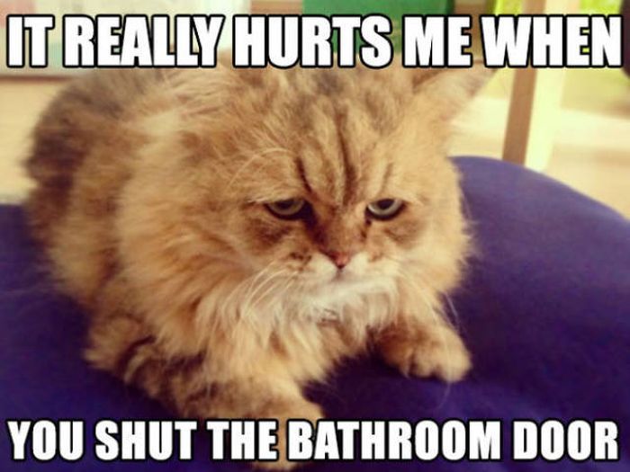 Cats Have Serious Problems That Must Be Acknowledged (33 pics)