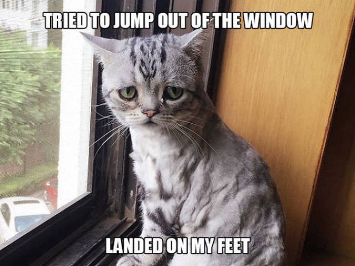 Cats Have Serious Problems That Must Be Acknowledged (33 pics)